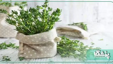 آویشن و خواص حیرت انگیز آن
