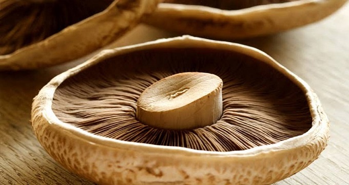 انواع قارچ خوراکی